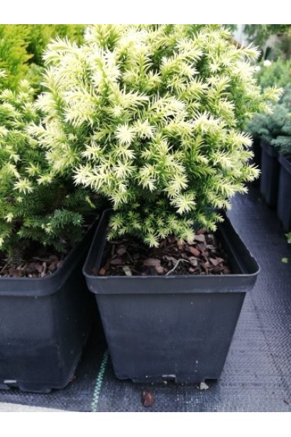 Криптомерія Вілморін Голд п9